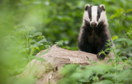 Endangered Hog Badger spotted in Tripura for first time