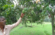 Post offices to deliver seasonal fruits without charging farmers