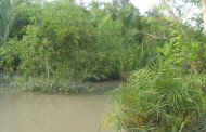 Sundarbans the rescuer