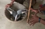 Vulnerable Hog Badger spotted ‘for first time’ in Tripura: 3 cubs rescued