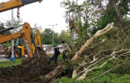 Kolkata's green crusaders give a second lease of life to trees uprooted by cyclone Amphan