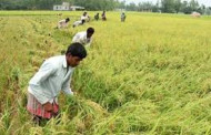 Record amount of land brought under Aus paddy production in Rangpur