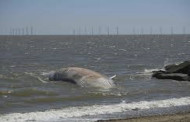 12-meter long fin whale washes up dead on UK beach