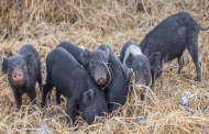 Swine flu: Assam seeks pig supply curbs