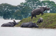 Nearly 50 people killed in Assam floods; 95% of Kaziranga National Park inundated