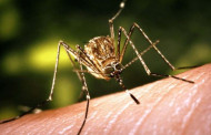 Japanese Encephalitis claims 29 lives so far in Assam