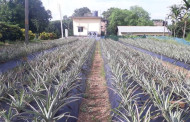 Tripura: Govt offers pineapple growers ‘weed-resistant, high-yield’ cultivation method