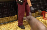 Elon Musk unveils pig with chip in its brain