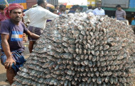 Hilsa glut floods Khulna fish markets