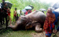 Wild elephant found dead in Sherpur