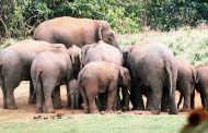Elephant attack in Jalpaiguri tea estate