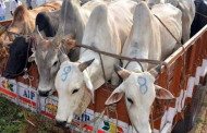 2 smugglers held, 89 cattle heads rescued by BSF along Bangladesh border