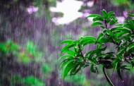 Light to moderate rain likely: BD Met office