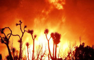 Wildfires in US California burn over 4 m acres of land