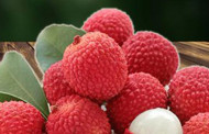 Assam: Tezpur Litchi gets GI tag