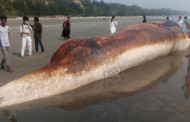 Whale carcass washes ashore on Cox’s Bazar beach