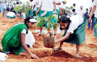 Our forests, our development