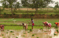 Rainfall and West Bengal govt’s timely intervention save Yaas-flooded fields in three coastal districts