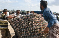 Bangladesh: 22-day ilish ban starts October 4