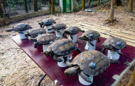 Critically endangered tortoises released into wild in Bangladesh