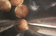 World’s first ‘living robots’ built from stem cells start to reproduce