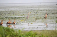 Assam: 5-day waterfowl census gets underway in Kaziranga National Park