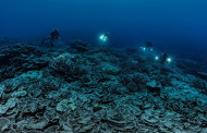 Rare, pristine coral reef found off Tahiti coast
