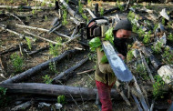 Global firms fall short on forest protection vows: report