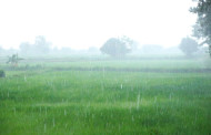 Bangladesh: Frequent rains affect crops, life