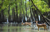 Sundarbans Day on Monday with appeal of loving the forest
