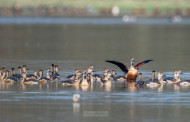 Assam: Pobitora Wildlife Sanctuary bird census records 8,200 birds