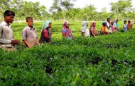 Russia-Ukraine war reaches Panchagarh