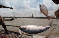 65-day fishing ban in Bay begins Friday