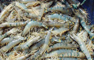 Bangladesh Bagda Shrimp gets GI certificate