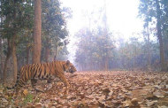 People of Sharankhola in fear after spotting a tiger in the village