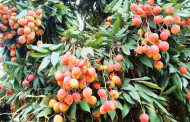 West Bengal’s Mango hub set to diversify export, Malda litchis soon in UK