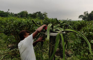 Mixed fruit garden makes hit in Sherpur, becomes symbol of self employment