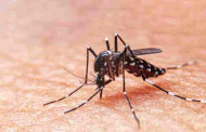 West Bengal reports 840 new dengue cases