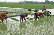 A hidden natural resource has transformed Bangladesh into a food-secure nation