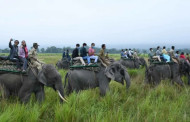 Elephant safari at Kaziranga national park to be begin from November 2