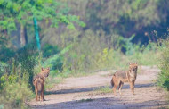Jackals attack 17 in Nadia