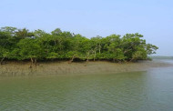 Sundarbans to be a new district soon: Mamata Banerjee