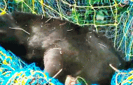 A first: Himalayan bear census in West Bengal