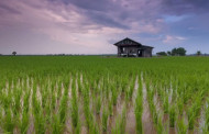 Tripura targets to procure 35,000 MT of paddy in 2022-23: Minister