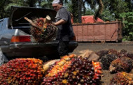 Malaysian palm oil firms 'not hiring Bangladeshis over recruitment concerns'