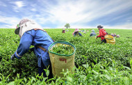 Tea producers urge stakeholders for collaborative action to overcome challenges