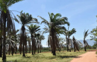 3F Oil Palm launches plantation in Lakhimpur, Assam