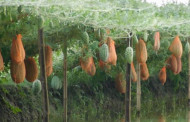 Bumper off-season watermelon production in Khulna region