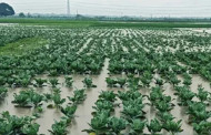 Cyclone Midhili: 200,000 farmers suffer losses of 182C in Barisal