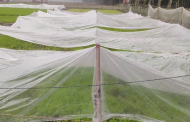 Kurigram farmers worried as cold wave and dense fog threaten seedbeds